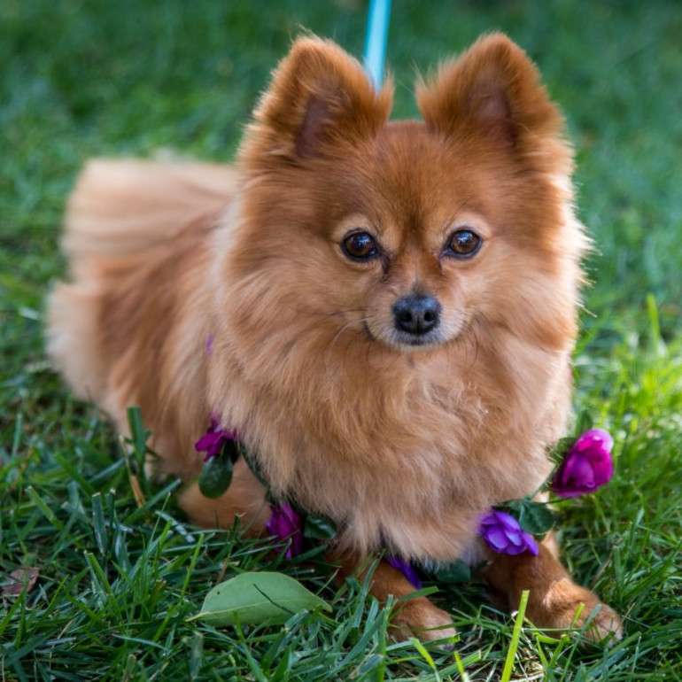 Pomeranian draagt ​​een bloemenkrans schuifpuzzel online