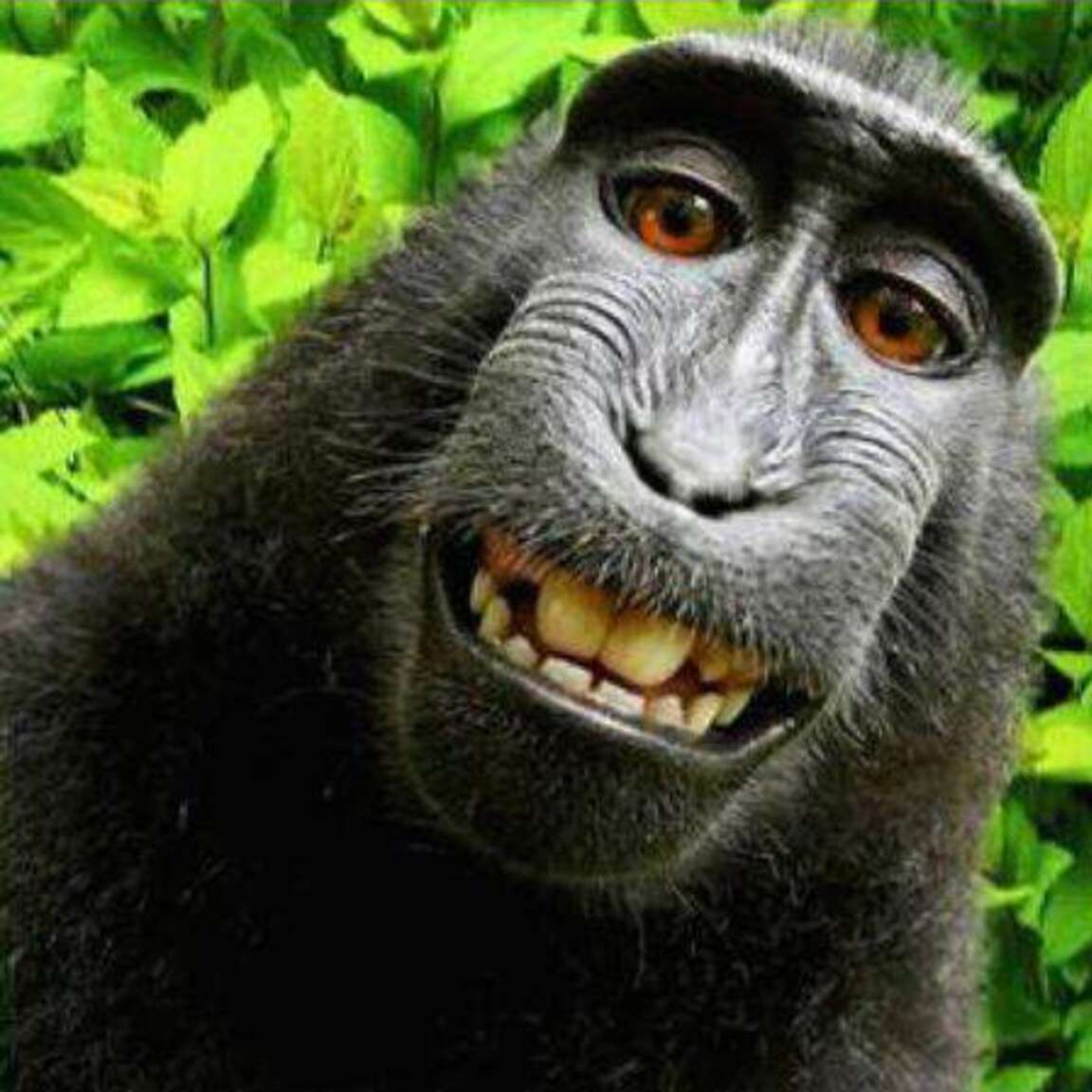 scimmia pazza molto pazza puzzle online