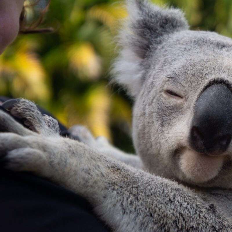 koala sunt misto puzzle online
