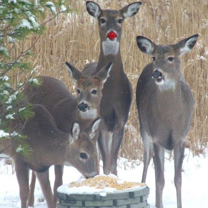 Rudolph und Freunde Online-Puzzle