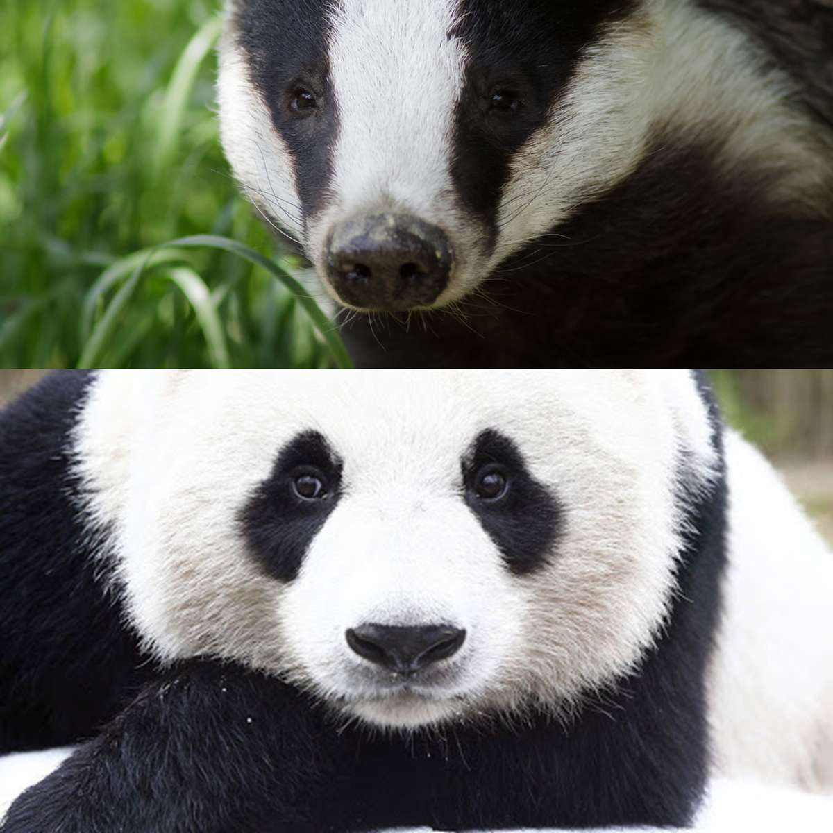 Grävling och Panda Pussel online