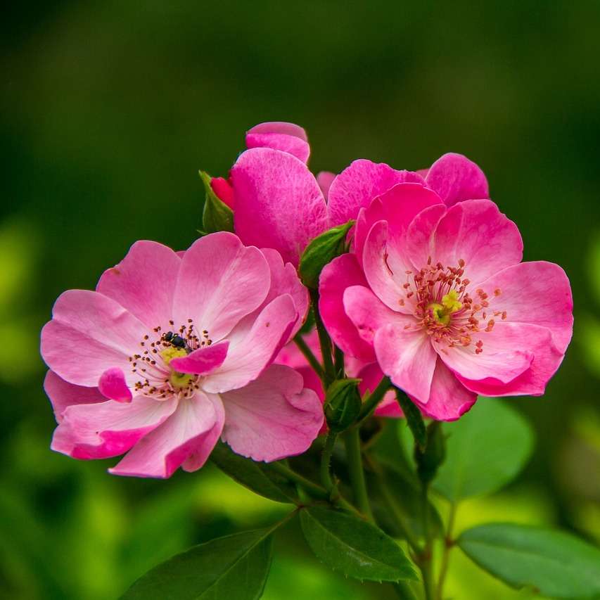 květina krásná příroda online puzzle