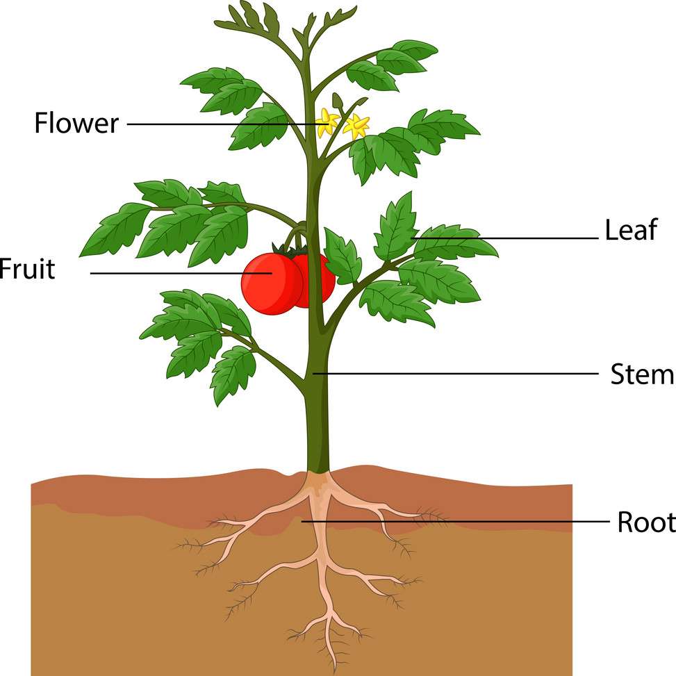 plant de tomate puzzle en ligne