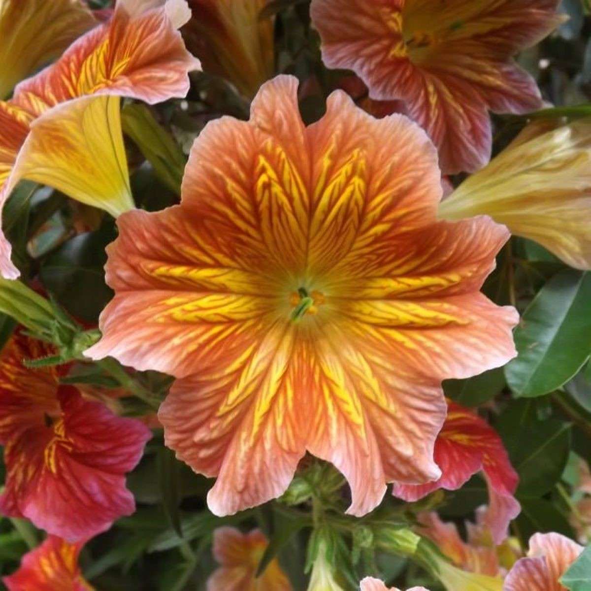 yellow and orange flower online puzzle
