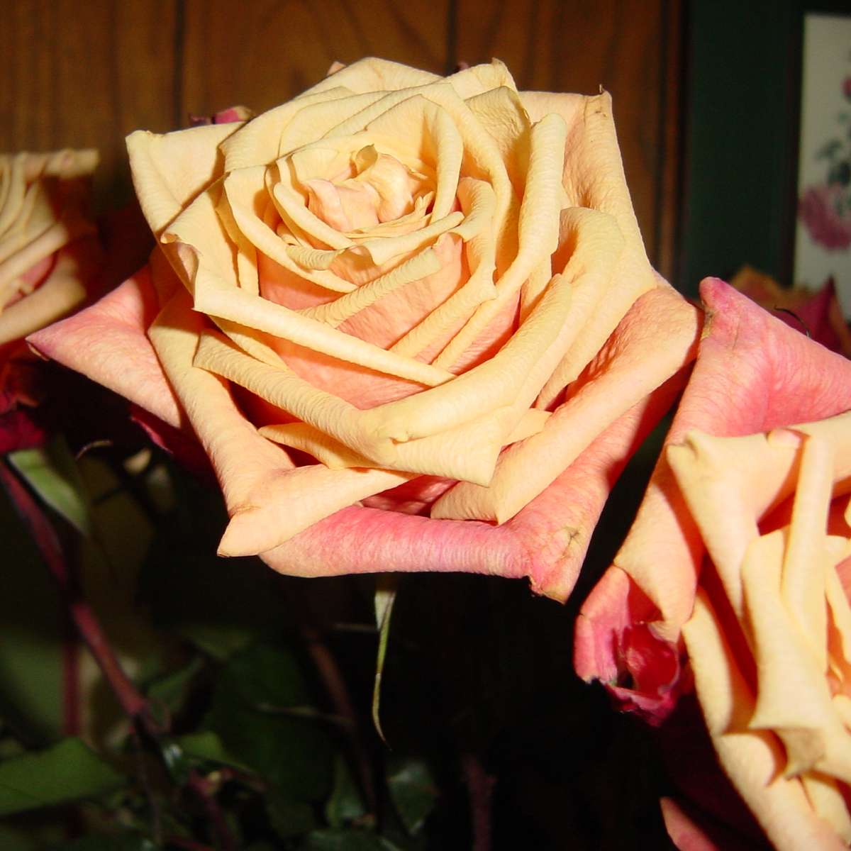 žluté růže posuvné puzzle online