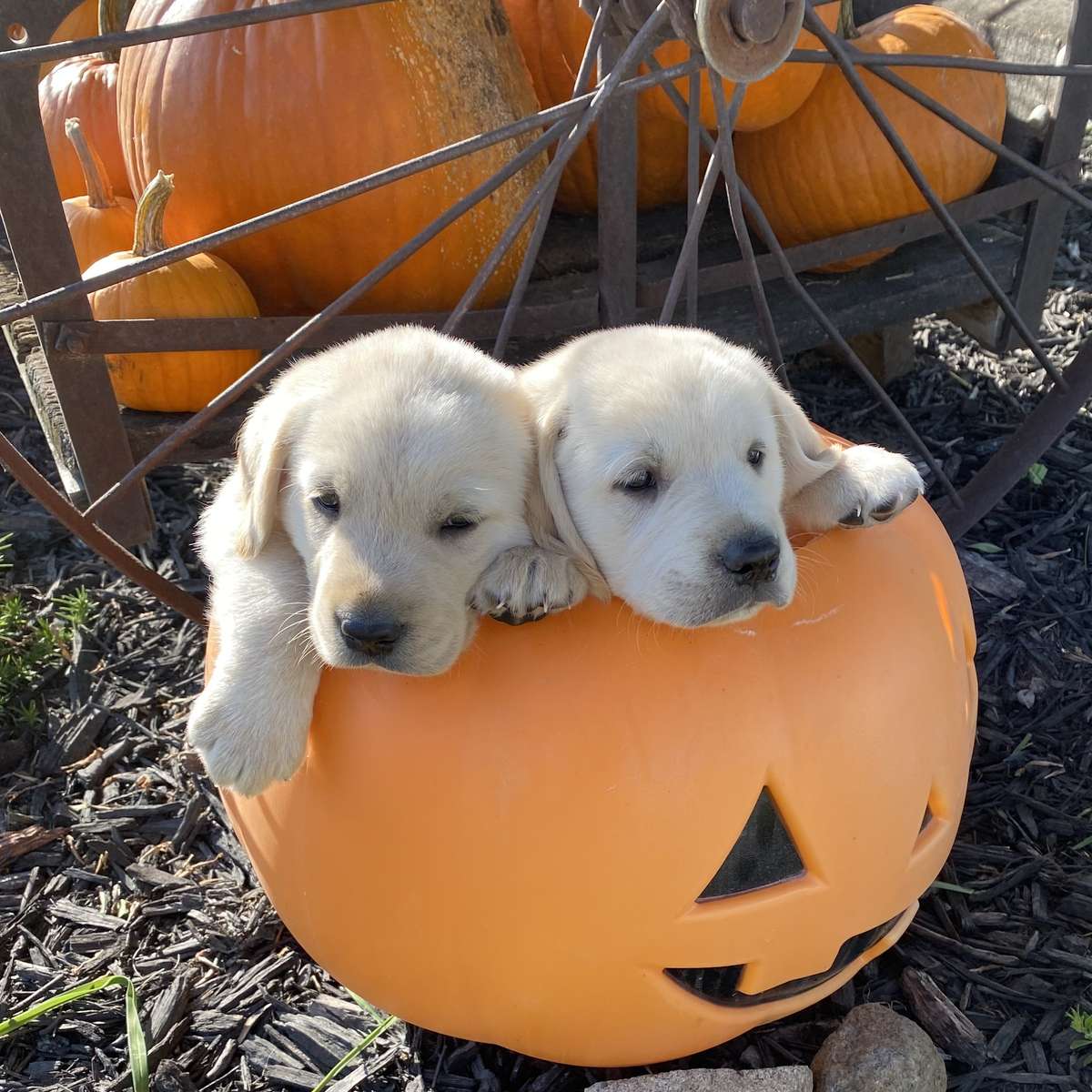 Puppies resting in pumpkin sliding puzzle online