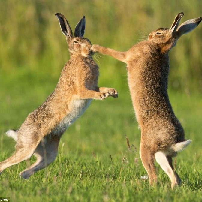 Elk konijn is aan het Kung Fu-vechten online puzzel