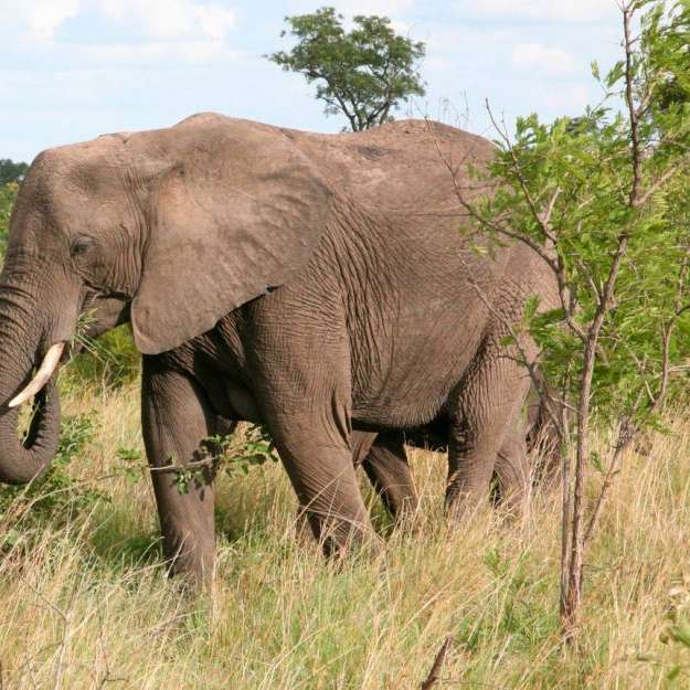 elefant african alunecare puzzle online