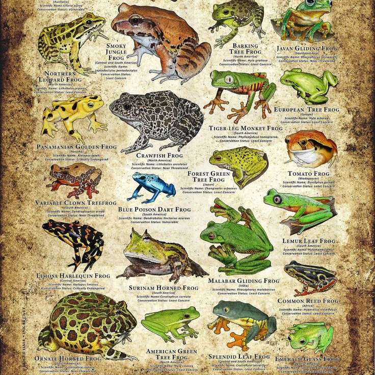 National Frog Month online puzzle