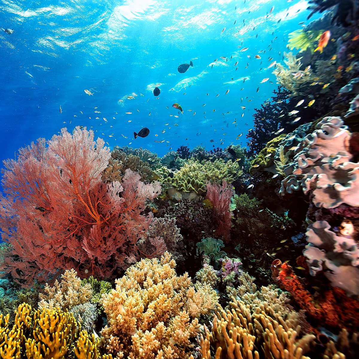 Korallrev glidande pussel online