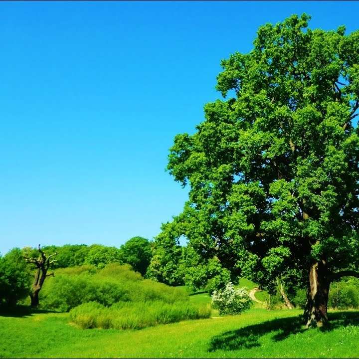 POKOK SYAJARATUN rompecabezas en línea