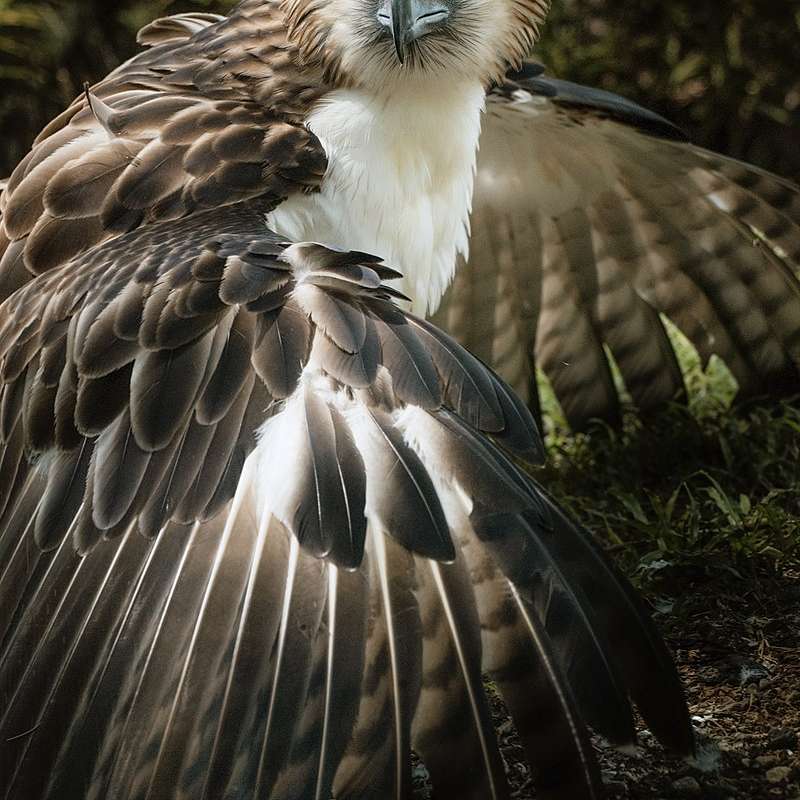 Філіппінський орел розсувний пазл онлайн