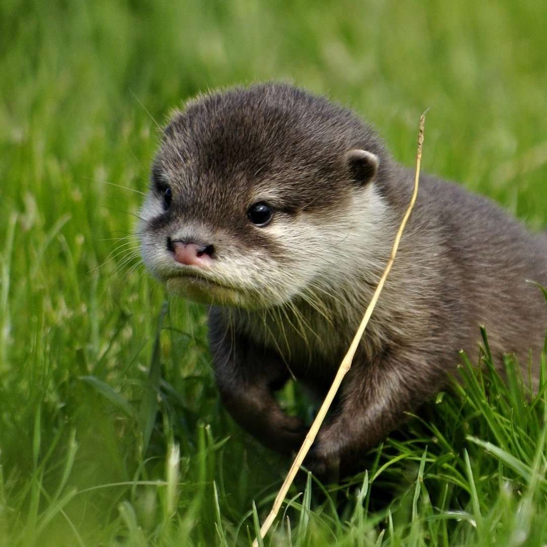 Babyotter met korte klauwen schuifpuzzel online