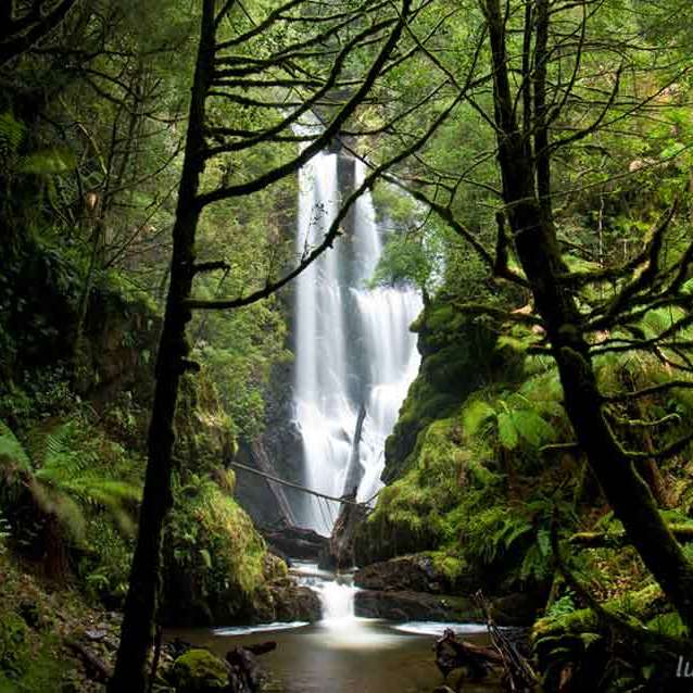 ¿Tarkine? rompecabezas en línea