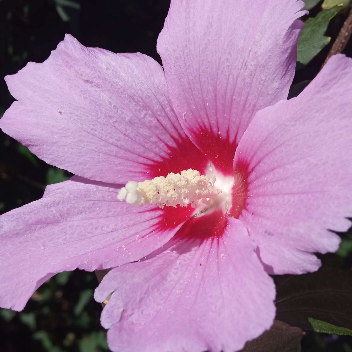 ピンクの花 スライディングパズル・オンライン