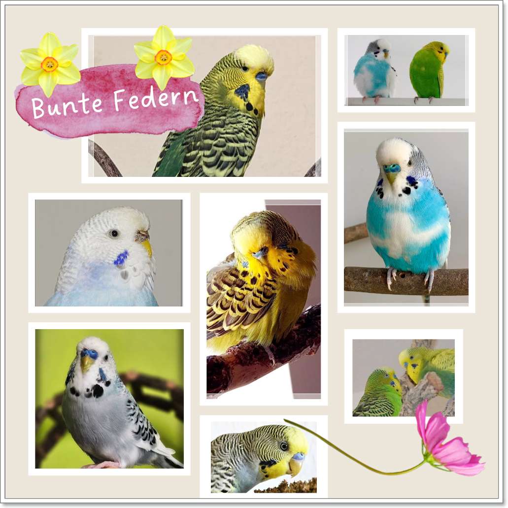 Sliding puzzle budgies online puzzle