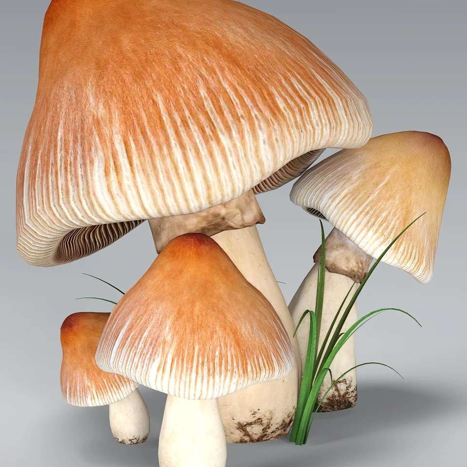 Grzyby, mushrooms puzzle online