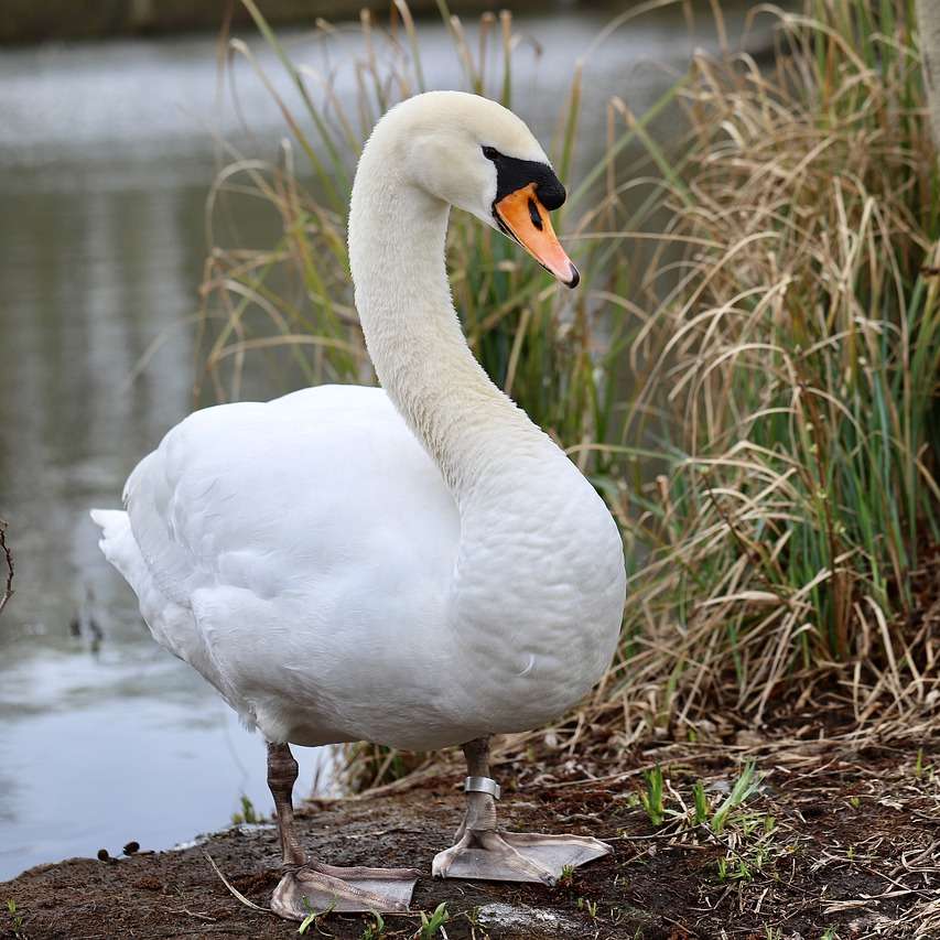 Cisnes, pássaros puzzle deslizante online