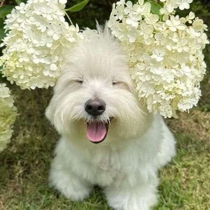 Westie in weißer Hortensie Schiebepuzzle online