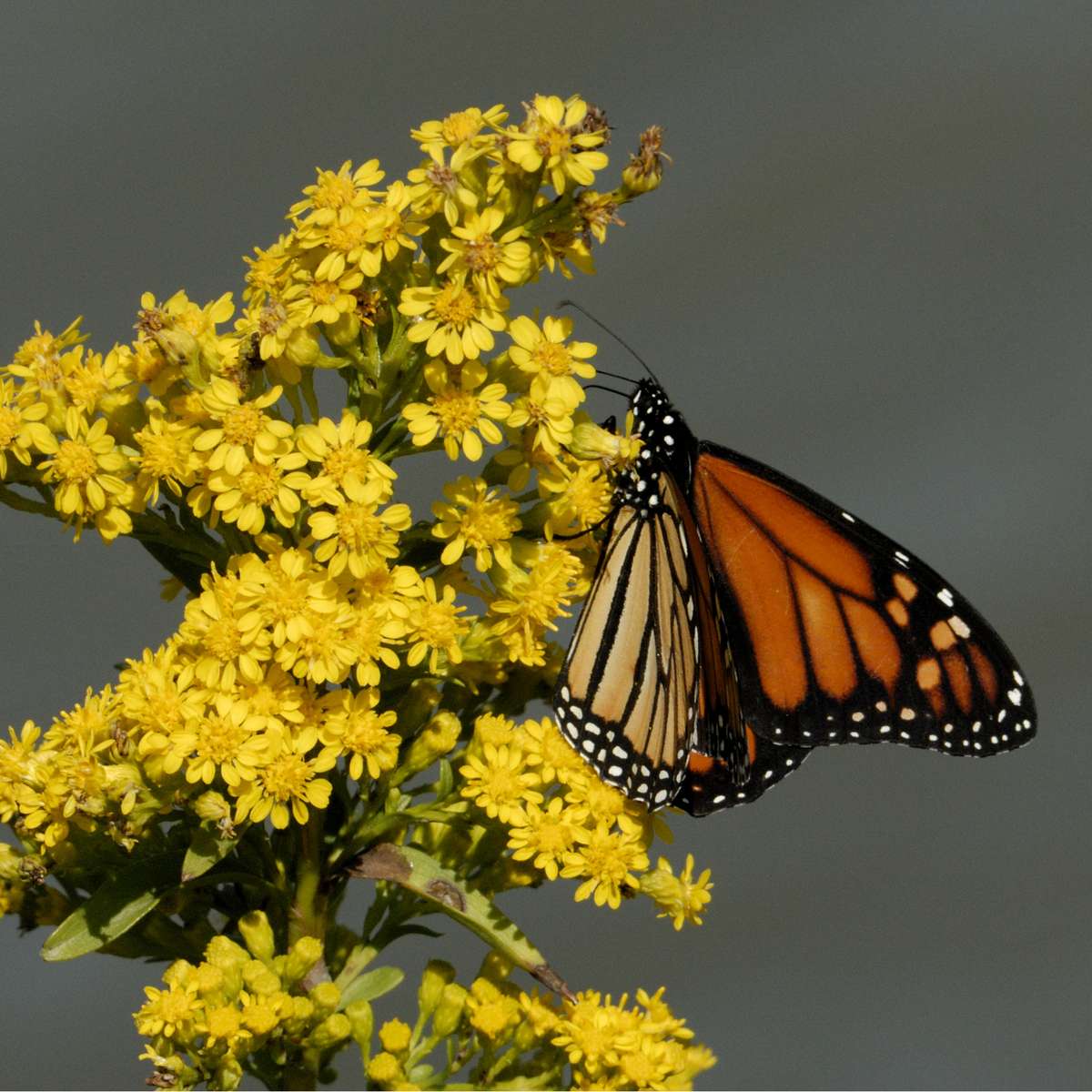 Vlinder op gele bloemen schuifpuzzel online