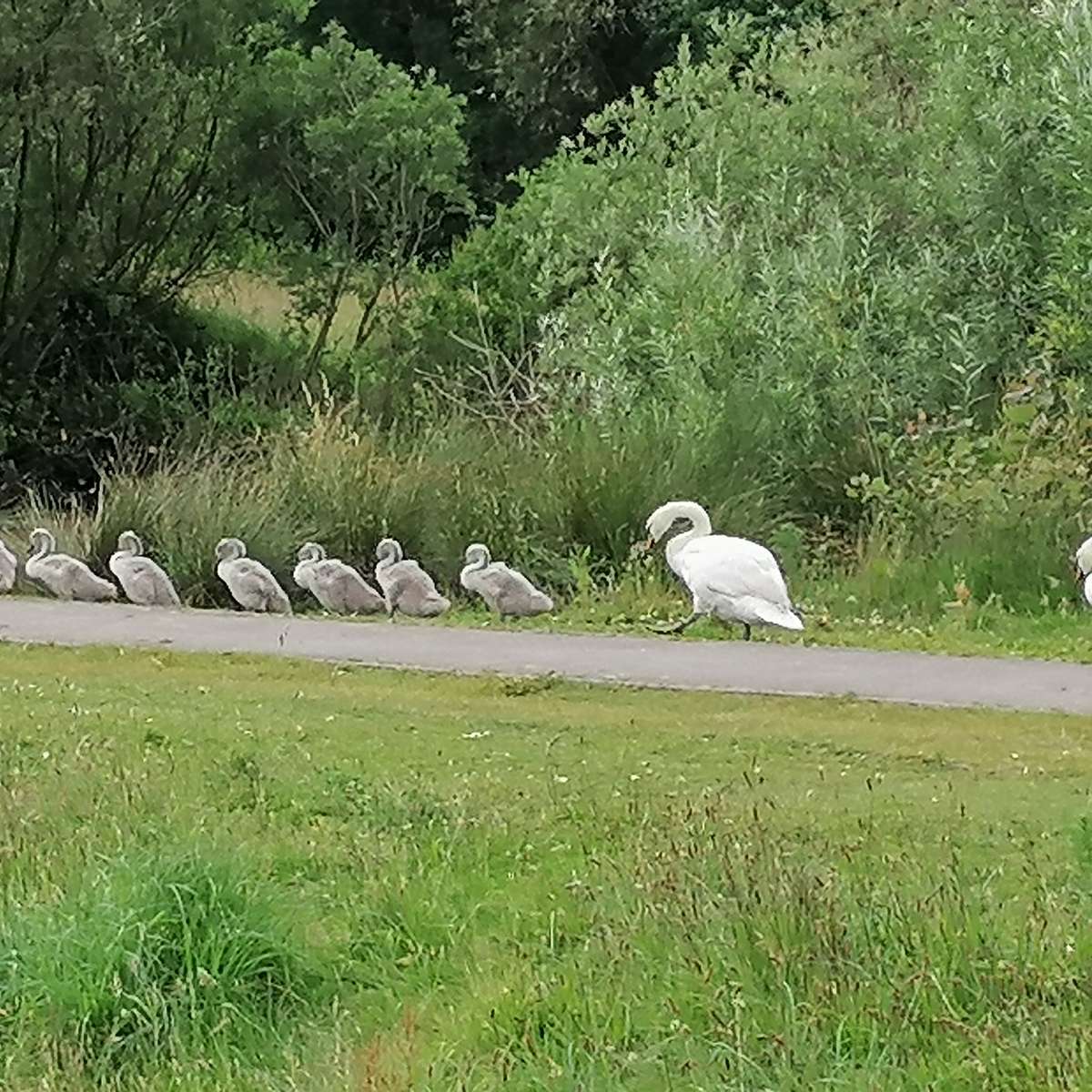 白鳥と署名 オンラインパズル