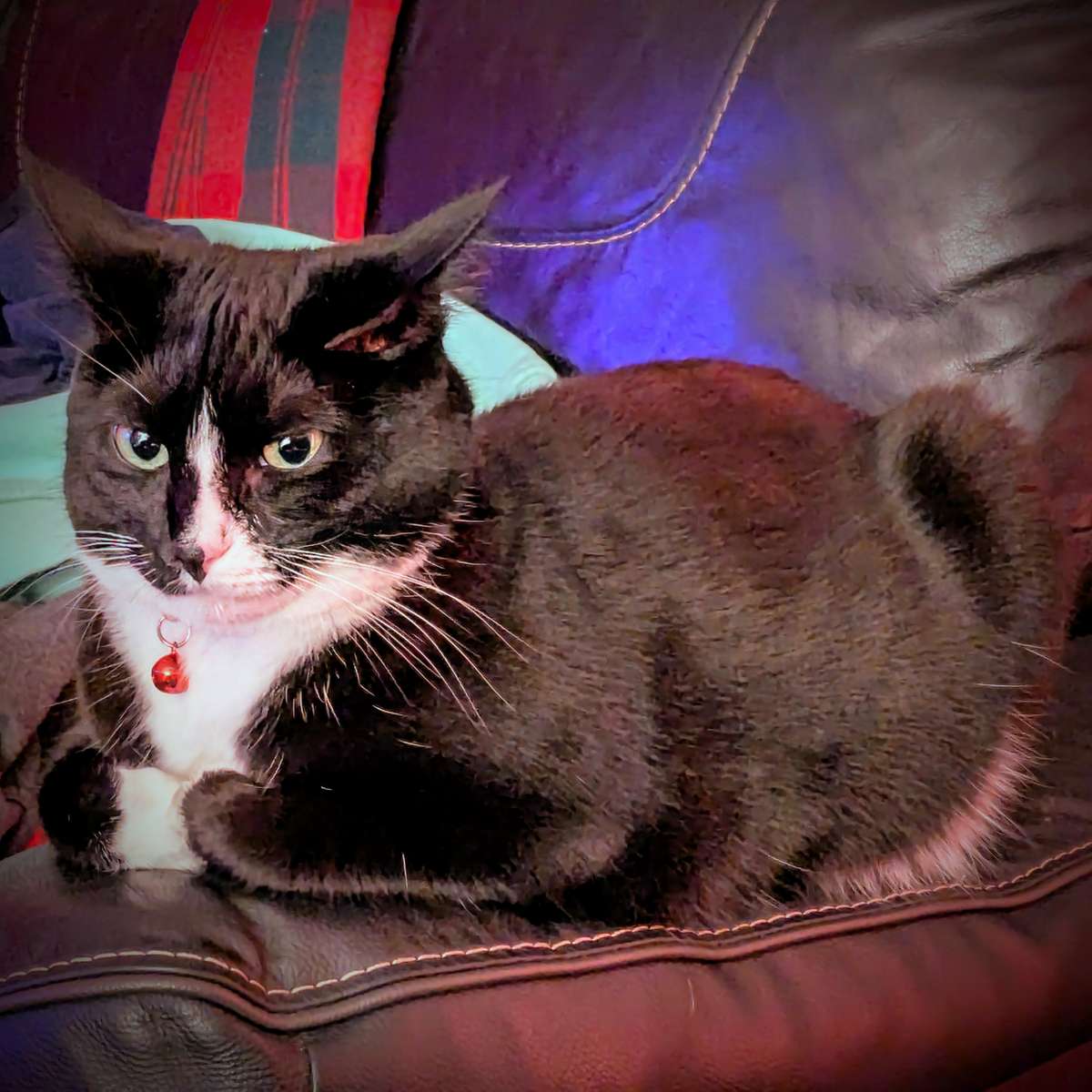 ソファ猫 スライディングパズル・オンライン