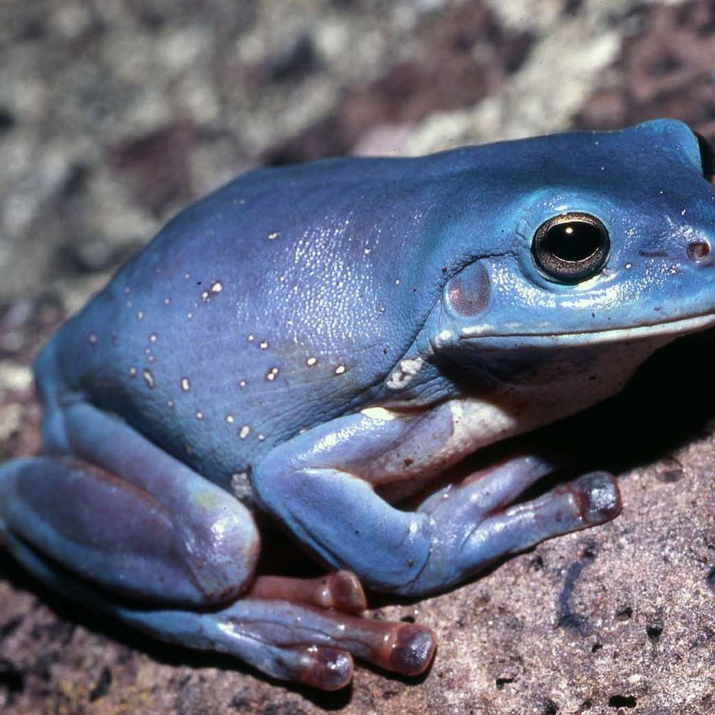 Frog Friday puzzle coulissant en ligne