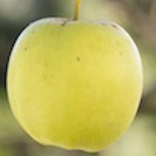 Apple Apple online puzzle