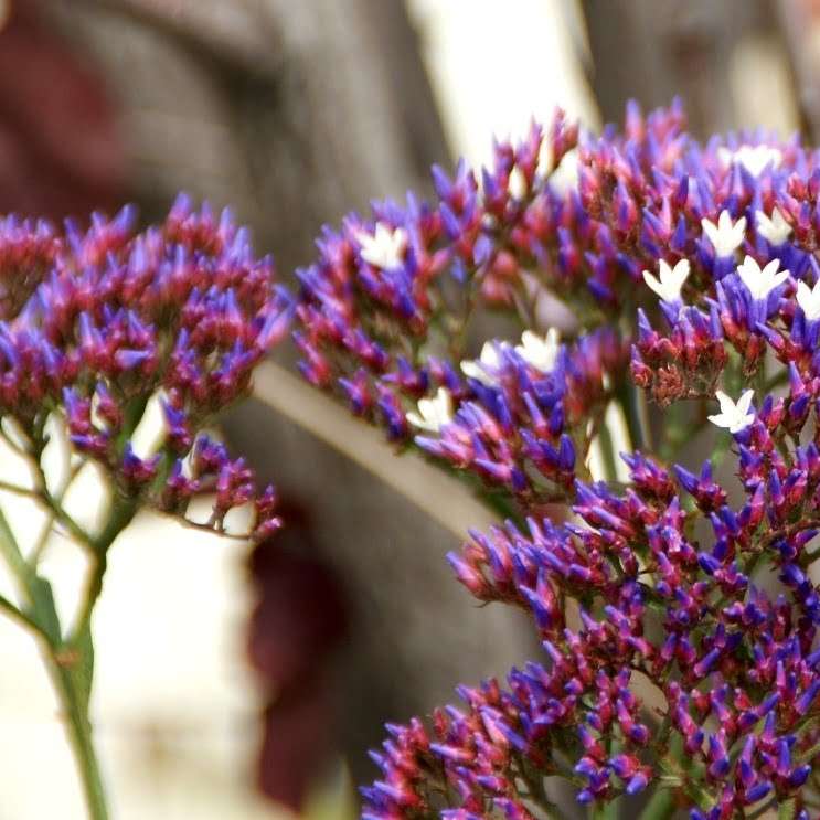 Цветя! онлайн пъзел
