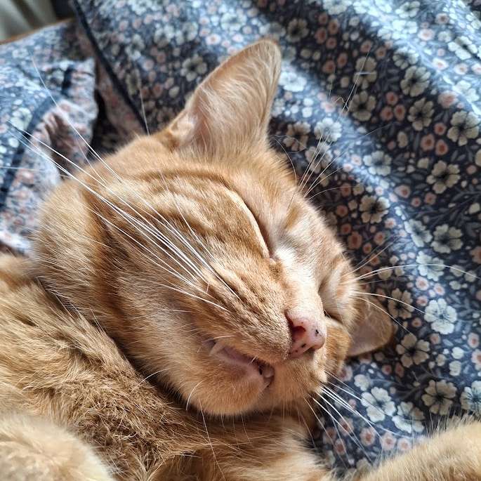 Nicole's Cat sliding puzzle online