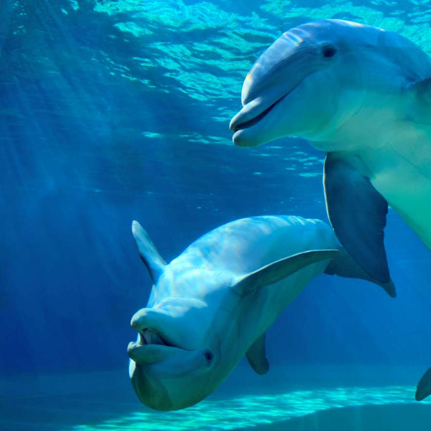 Verspielte Delfine Online-Puzzle