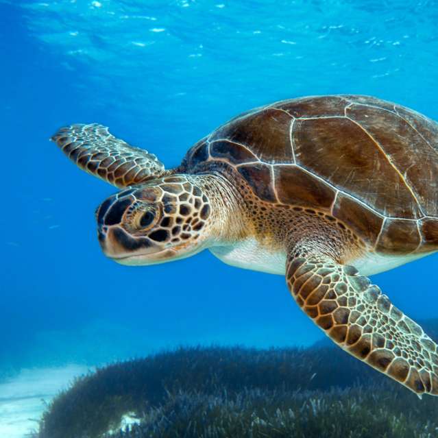 Meeresschildkröte Glückseligkeit Schiebepuzzle online