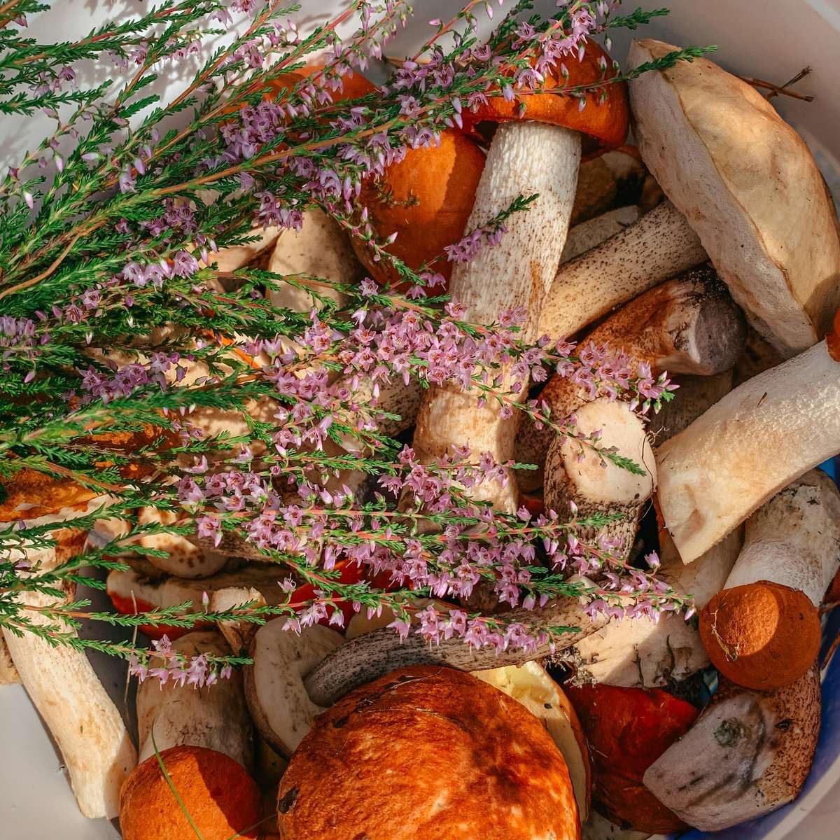 野生の採餌 オンラインパズル