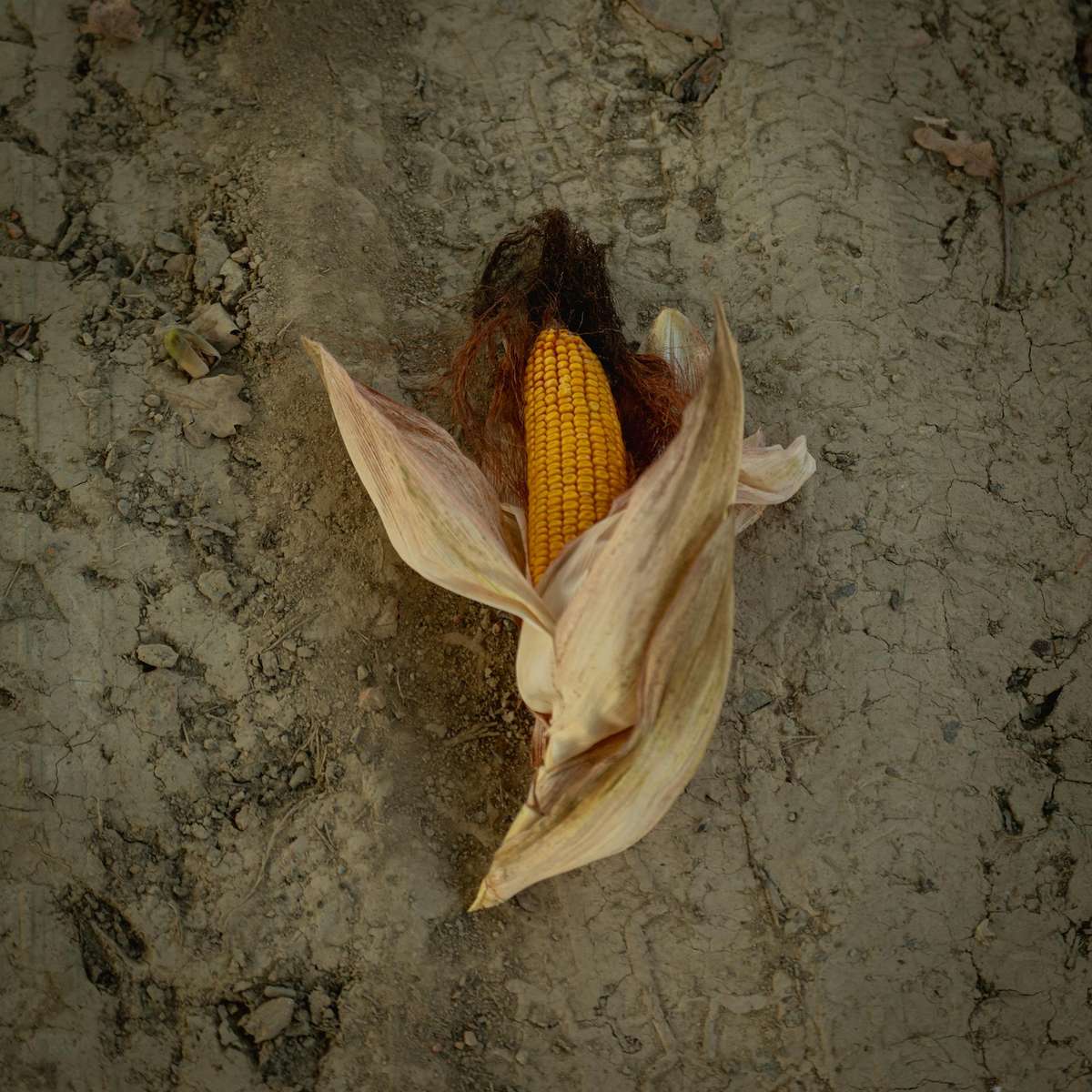 Прясна царевица плъзгащ се пъзел онлайн