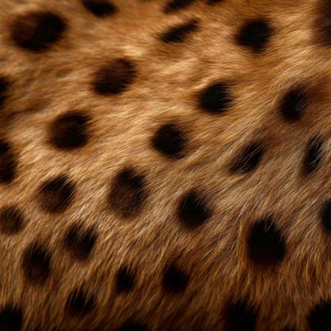 Вижив: Дельта Окаванго - Cętki онлайн пазл