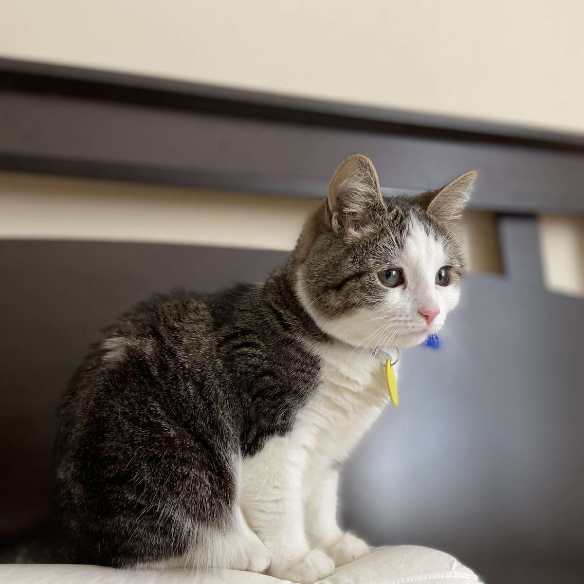 WigSlide1 онлайн пъзел