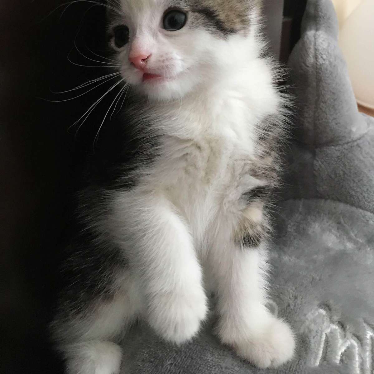 Wiggles Slide 100 розсувний пазл онлайн