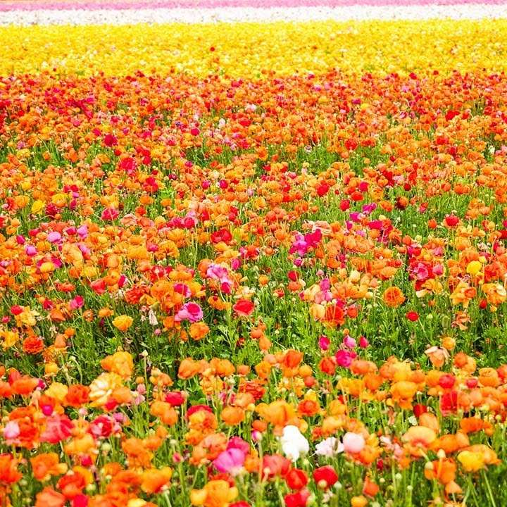 Поле цветов раздвижная головоломка онлайн