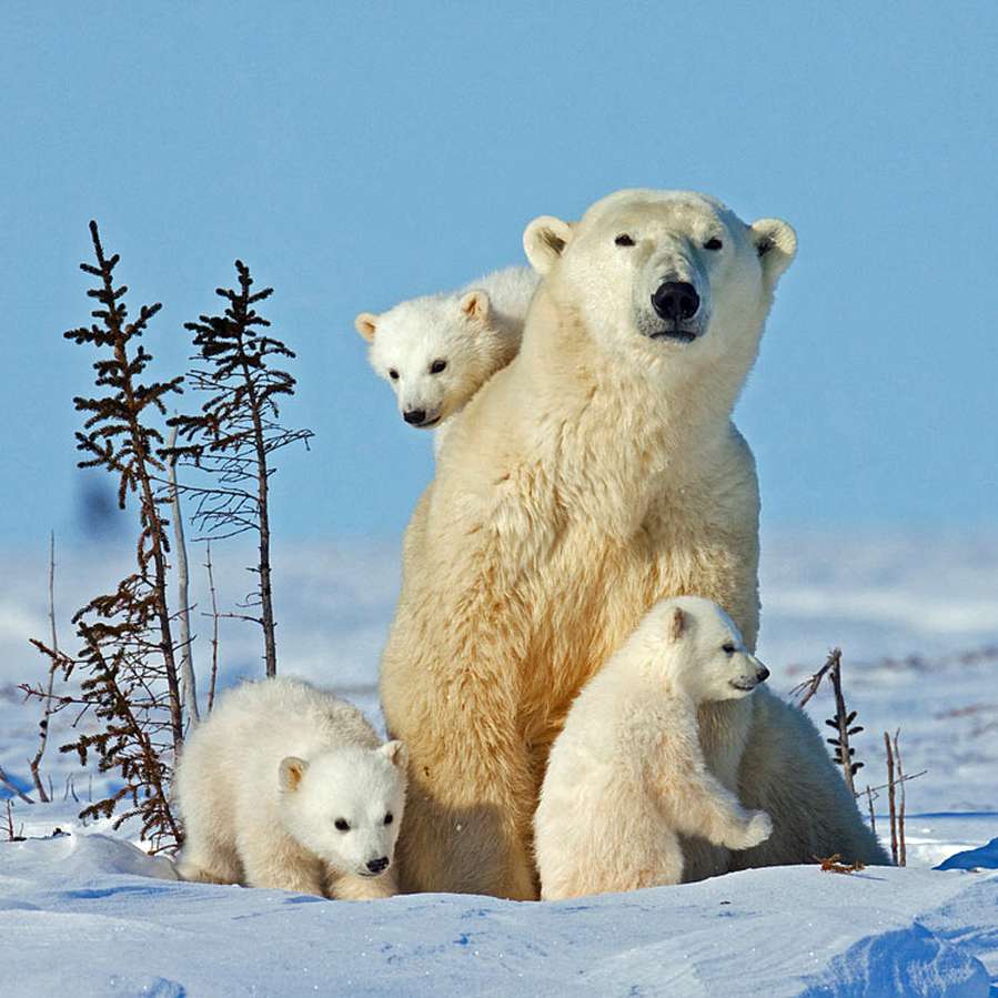 Зимни игри слайд пъзел плъзгащ се пъзел онлайн