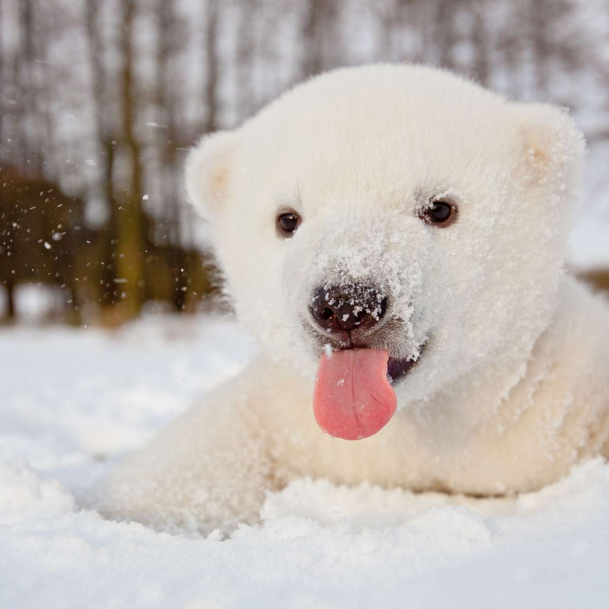 Слайд-головоломка «Белый медведь» онлайн-пазл