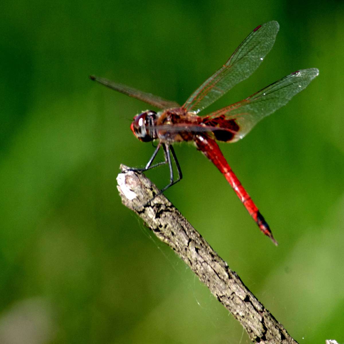 Libélula rompecabezas en línea
