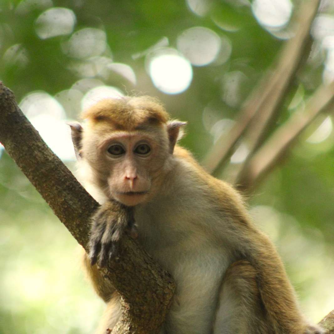 Senhor Nielson puzzle deslizante online