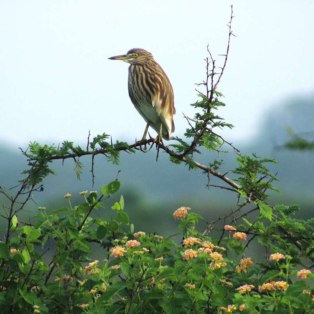 Lindo pássaro puzzle online