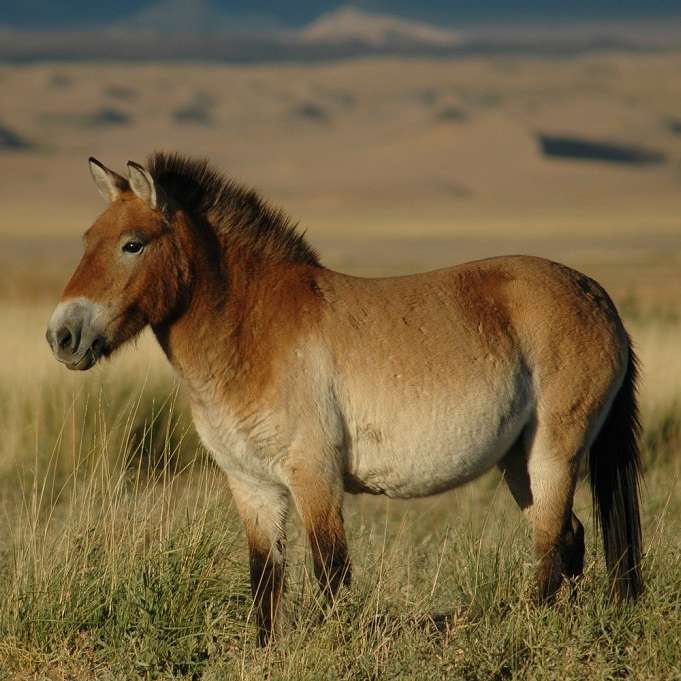Монгольський кінь онлайн пазл