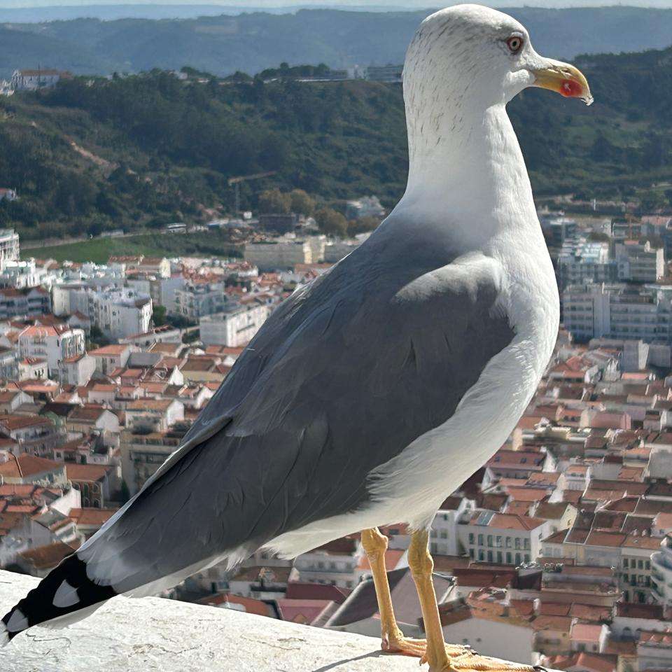 Gaivota - pássaro puzzle online