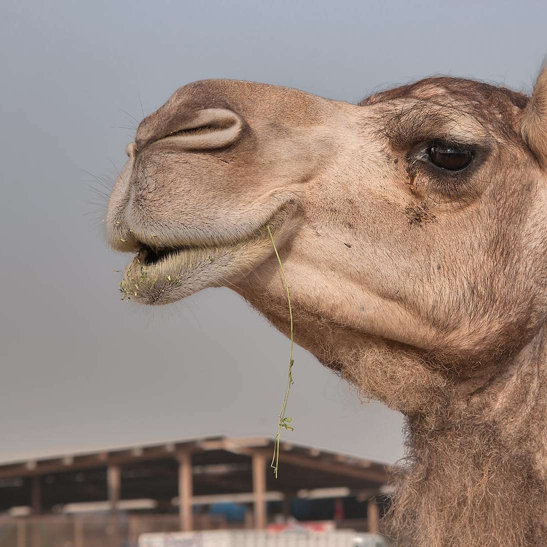 SVS Arabia sliding puzzle online