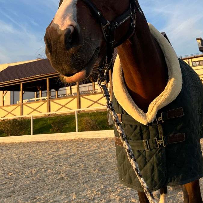 quebra-cabeça de cavalo puzzle online