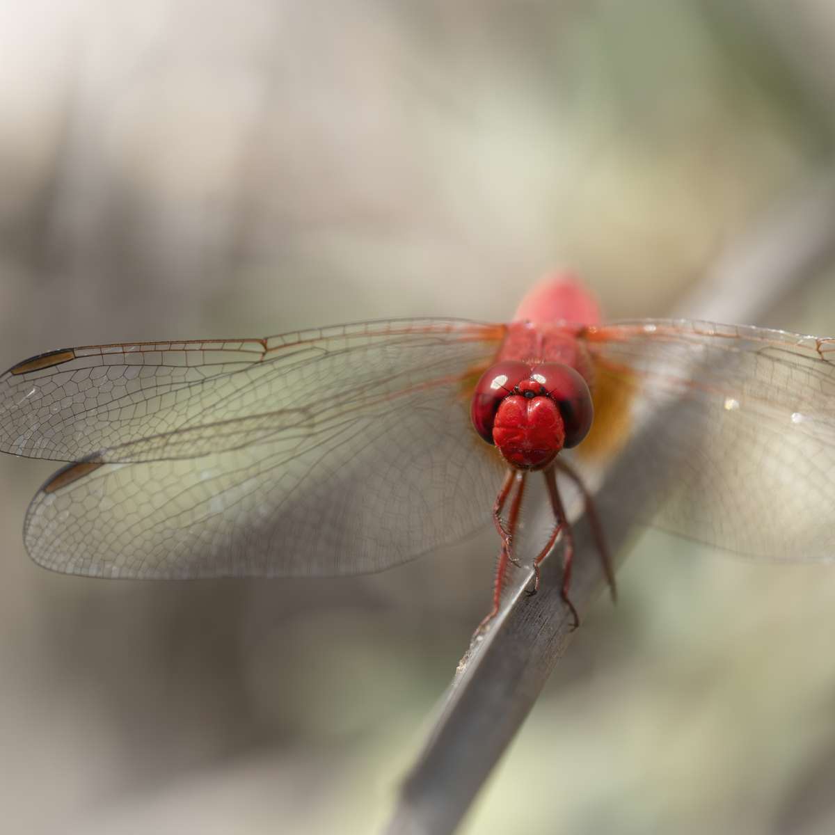 Blutrote Heidelibelle sliding puzzle online