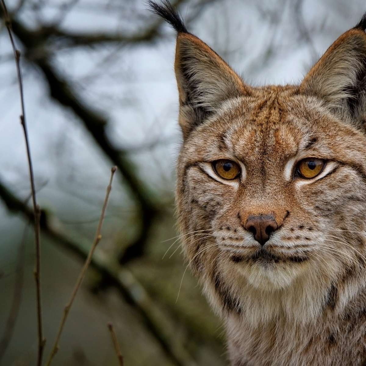 Luchs pussel Pussel online