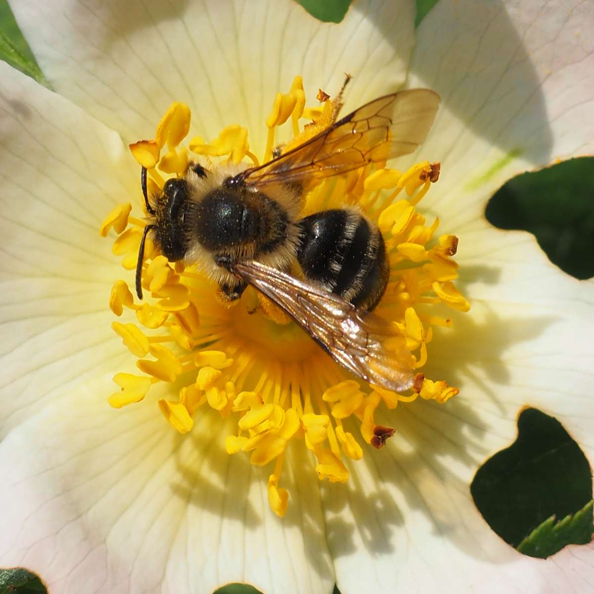 Bienen-puzzel schuifpuzzel online